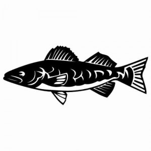 Folienaufkleber Zander