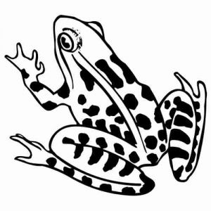 Folienaufkleber Frosch 06