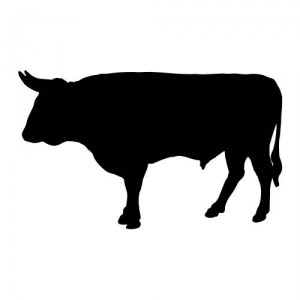 Folienaufkleber Tiermotiv Bulle 03
