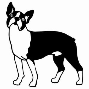 Aufkleber Hund Boston Terrier 4