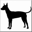 Aufkleber Hund Xolo 6