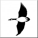 Folienaufkleber Vogelmotiv Wildente 01