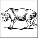 Animals 13 Leopard