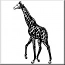 Animals 23 Giraffe